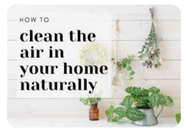 Natural Ways to Purify Air in Your Home