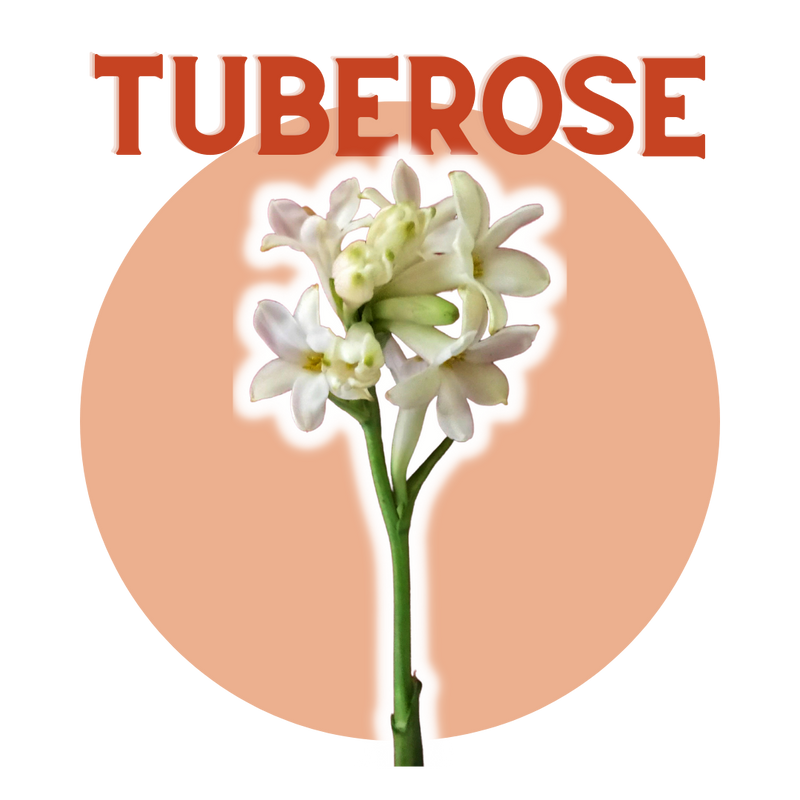 Tuberose- Rajnigandha