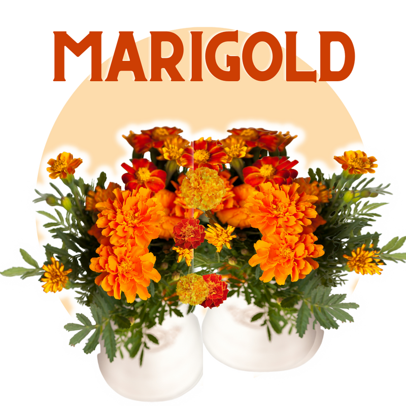 Marigold