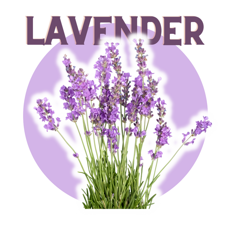 Lavender