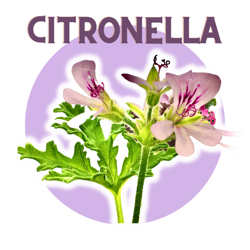 Citronella
