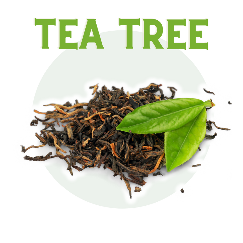 Tea Tree