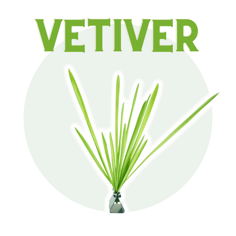 Vetiver-Khus