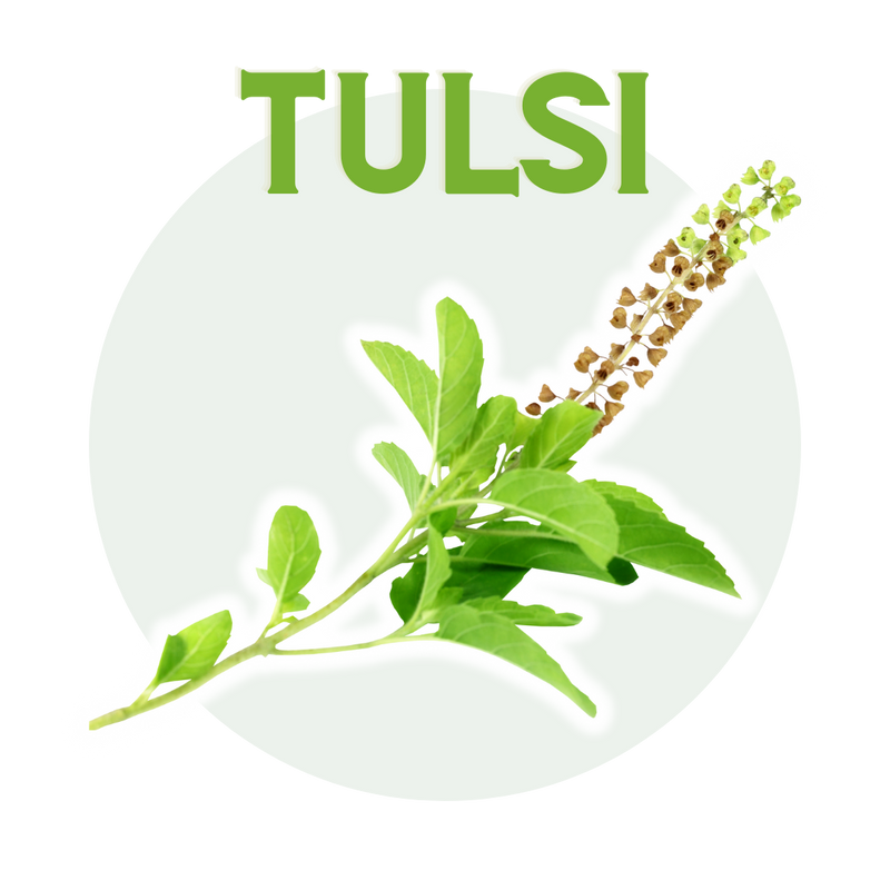 Tulsi