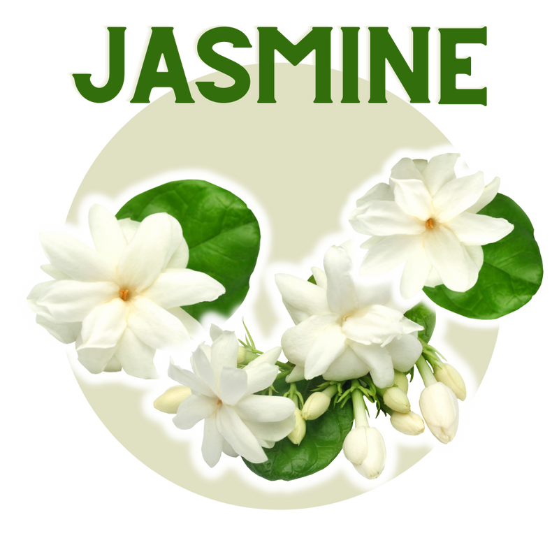Jasmine