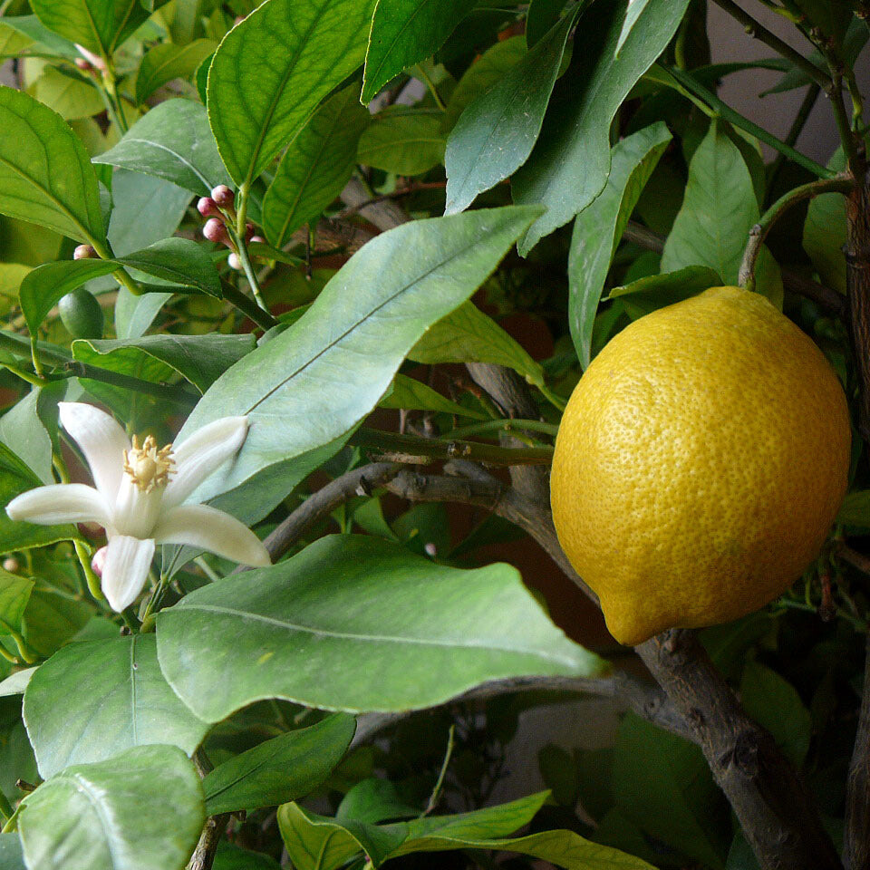 Citrus notes – aavyaa