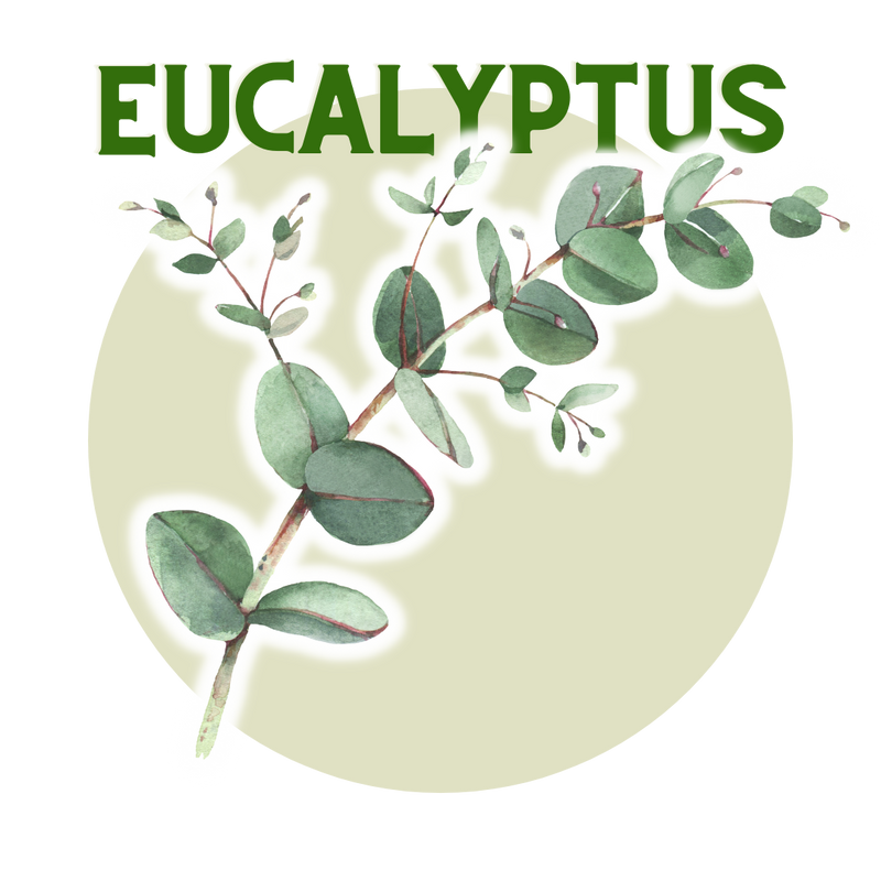 Eucalyptus